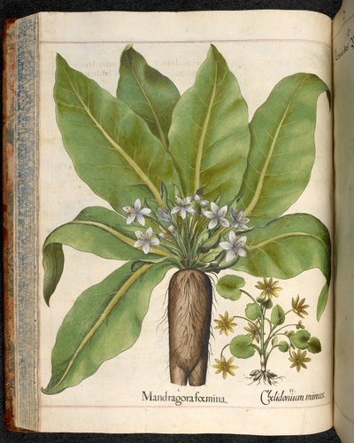 プレート 29: Mandragora femina (Mandrake)、Hortus Eystettensis より、Basilius Besler 画 作： Basilius Besler