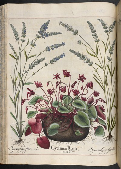 プレート 347: バシリウス ベスラー作、Hortus Eystettensis からの Cyclamen Romanum 作： Basilius Besler