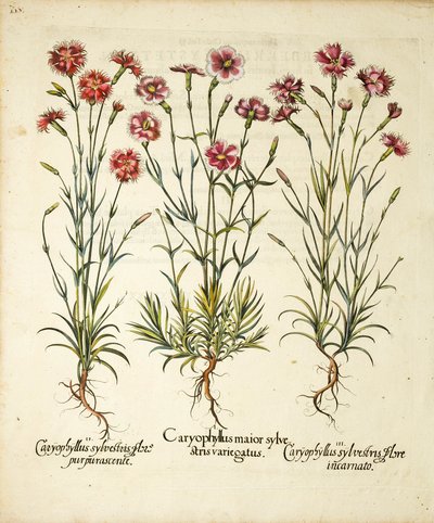 Hortus Eystettensis、1613年に発表されたCaryophyllus Sylvestrisの品種 作： Basilius Besler
