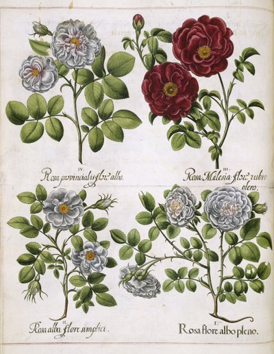 「Hortus Eystettensis」の白と赤のバラ 作： Basilius Besler
