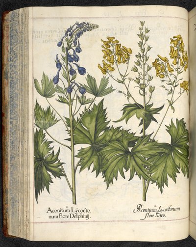 オオカミの災い、「Hortus Eystettensis、sive diligens et accurata omn」のイラスト、1613年頃（色付きの彫刻） 作： Basilius Besler