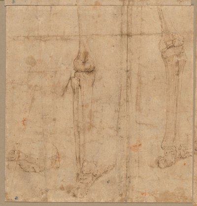 1540年代初頭のスケルトンの下半分。 作： Battista Franco