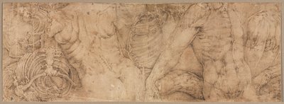 リブケージ付きトルソ、1540年代初頭。 作： Battista Franco
