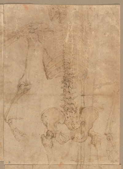 1540年代初頭のスケルトンの上半分。 作： Battista Franco