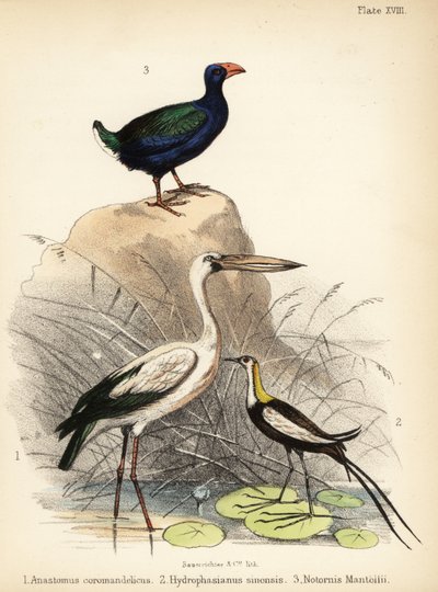 ハシビロコウ、キジ尾ジャカナ、タカヘ。 1855年（リトグラフ） 作： Bauerrichter