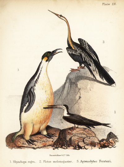 ブラック スキマー、オリエンタル ダーター、エンペラー ペンギン。 1855年（リトグラフ） 作： Bauerrichter