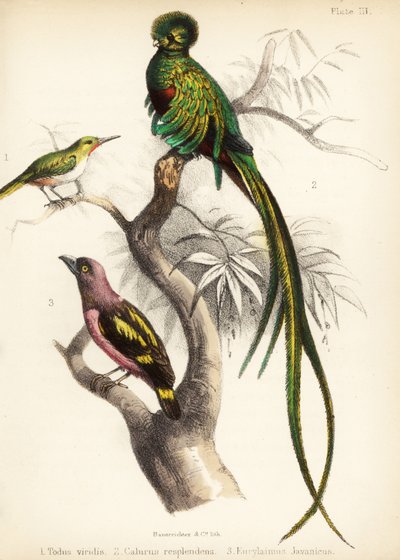 ジャマイカのトウディ、輝くケツァール、縞模様のヒロハシ。 1855年（リトグラフ） 作： Bauerrichter