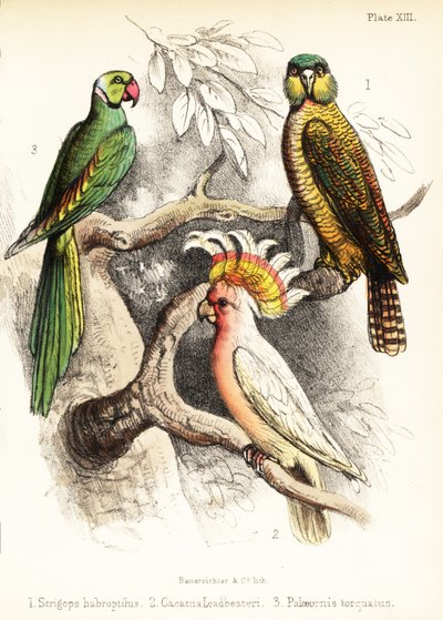 カカポ、ミッチェル少佐のオウムとアレキサンドリン インコ。 1855年（リトグラフ） 作： Bauerrichter