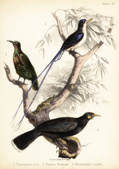 パラダイス カワセミ、ビクトリアのライフルバード、絶滅したホイア。 1855年（リトグラフ） 作： Bauerrichter