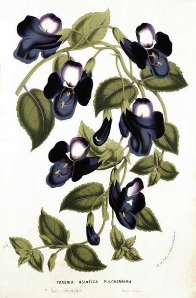 Torenia Asiatica pulcherrima、「Horto Van Houtteano」よりLouis Van Houtte（1810-76）c.1860（chromolitho） 作： Belgian School