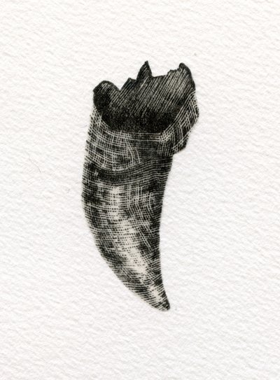 猫の歯、2014年（紙に木版画） 作： Bella Larsson
