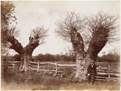 生け垣の木、1852（アルブメンプリント） 作： Benjamin Brecknell Turner