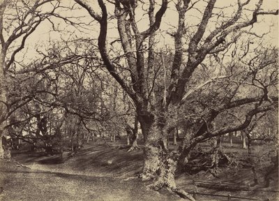 ペッパーハロー公園、サリー、1852-54。 作： Benjamin Brecknell Turner