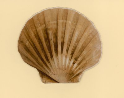 冊子「Sea Shells」のイラスト（カラーリトグラフ）。 作： Benjamin D. Sigmund