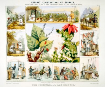 コチニールとラクの昆虫、c1850 作： Benjamin Waterhouse Hawkins