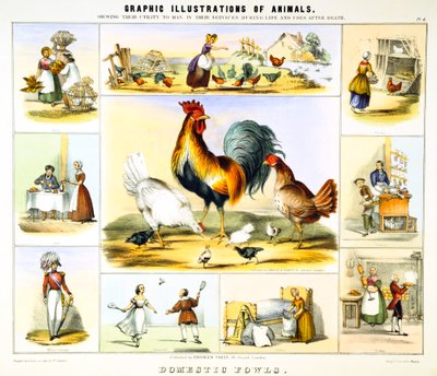 家禽、c1850 作： Benjamin Waterhouse Hawkins