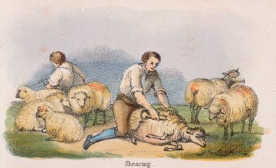 「せん断」、c1845 作： Benjamin Waterhouse Hawkins