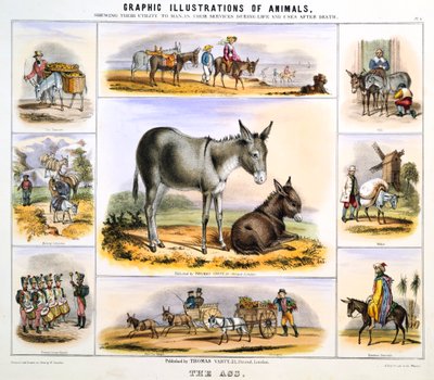 お尻、c1850 作： Benjamin Waterhouse Hawkins