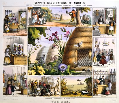 蜂、c1850 作： Benjamin Waterhouse Hawkins