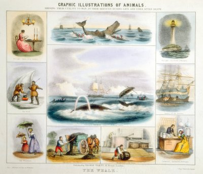 クジラ、c1850 作： Benjamin Waterhouse Hawkins