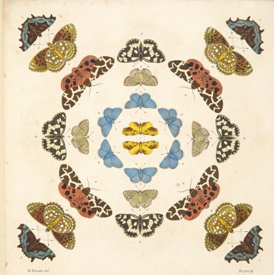 プレートIIIからの詳細、珍しい蝶と蛾の描写、パブ。 1764（手描きの彫刻） 作： Benjamin Wilkes