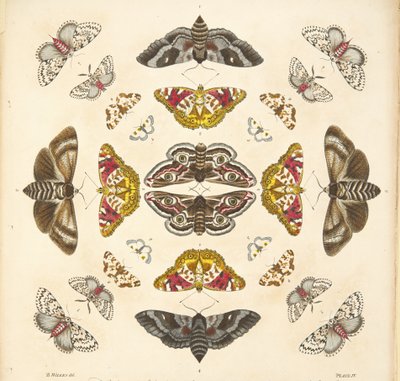 プレートIVの詳細、珍しい蝶と蛾の描写、パブ。 1764（手描きの彫刻） 作： Benjamin Wilkes