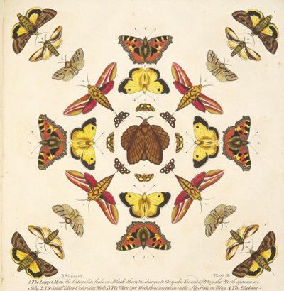 A Rare Depiction of Butterflies and Moths（蝶と蛾の貴重な描写）』（1764年）のプレートIXの詳細。1764年、手彩色のエングレーヴィング 作： Benjamin Wilkes