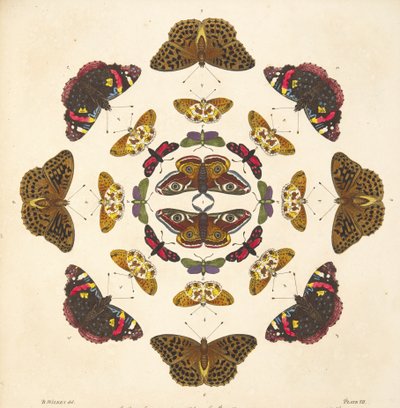 プレートVIIの詳細、珍しい蝶と蛾の描写、パブ。 1764（手描きの彫刻） 作： Benjamin Wilkes
