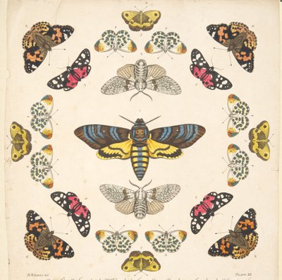 A Rare Depiction of Butterflies and Moths（蝶と蛾の貴重な描写）』（1764年）のプレートXIIの詳細。1764年、手彩色のエングレーヴィング 作： Benjamin Wilkes