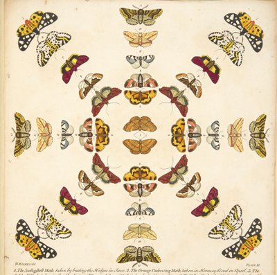 A Rare Depiction of Butterflies and Moths（蝶と蛾の貴重な描写）』（1764年）のプレートXIの詳細。1764年、手彩色のエングレーヴィング 作： Benjamin Wilkes