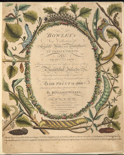 蝶と蛾の珍しい描写、パブからの口絵。 1764（手描きの彫刻） 作： Benjamin Wilkes