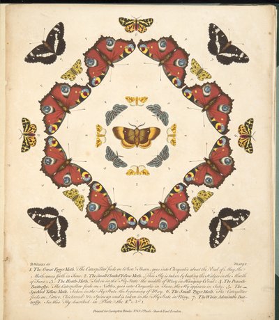 プレート1、蝶と蛾の珍しい描写、パブ。 1764（手描きの彫刻） 作： Benjamin Wilkes