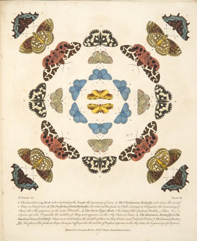 プレートIII、蝶と蛾の珍しい描写、パブ。 1764（手描きの彫刻） 作： Benjamin Wilkes