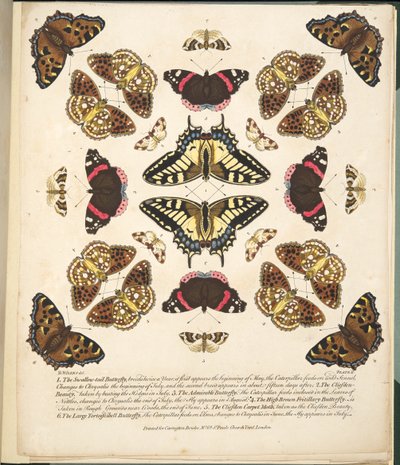 プレートII、蝶と蛾の珍しい描写、パブ。 1764（手描きの彫刻） 作： Benjamin Wilkes