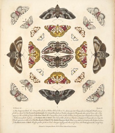 プレートIV、蝶と蛾の珍しい描写、パブ。 1764（手描きの彫刻） 作： Benjamin Wilkes