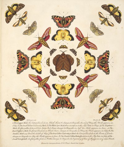 プレートIX、蝶と蛾の珍しい描写、パブから。 1764（手描きの彫刻） 作： Benjamin Wilkes