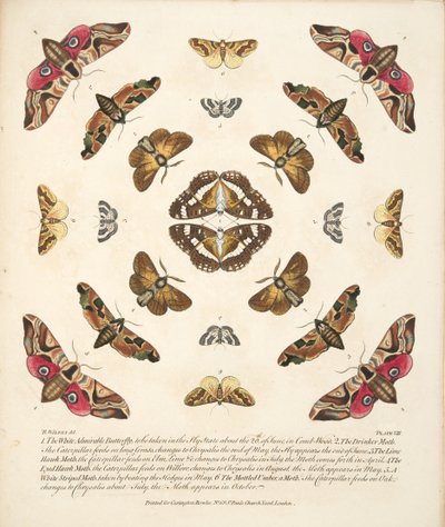 プレートVIII、珍しい蝶と蛾の描写、パブ。 1764（手描きの彫刻） 作： Benjamin Wilkes