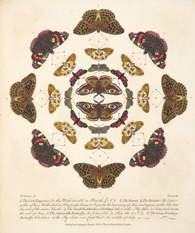 プレートVII、蝶と蛾の珍しい描写、パブから。 1764（手描きの彫刻） 作： Benjamin Wilkes