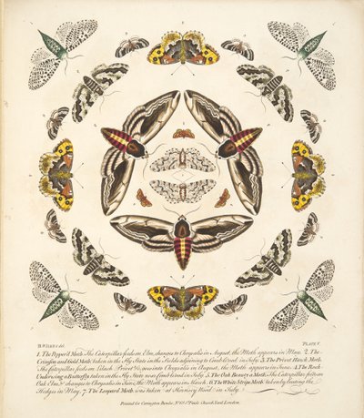 プレートV、蝶と蛾の珍しい描写、パブ。 1764（手描きの彫刻） 作： Benjamin Wilkes