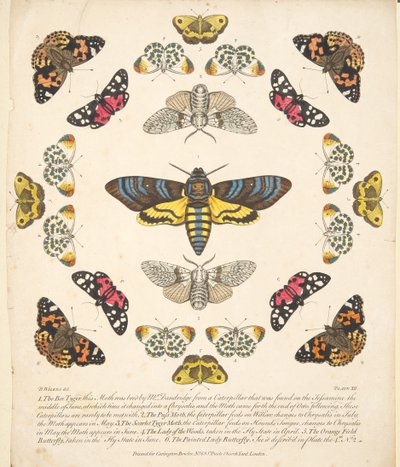 A Rare Depiction of Butterflies and Moths（蝶と蛾の珍しい描写）』のプレートXII。1764年に出版された手彩色のエングレーヴィング 作： Benjamin Wilkes