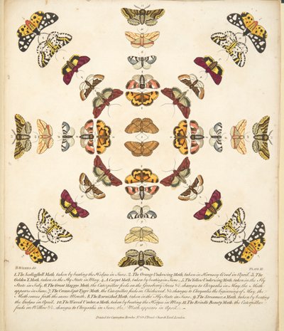 プレートXI、蝶と蛾の珍しい描写、パブから。 1764（手描きの彫刻） 作： Benjamin Wilkes