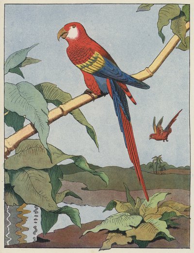 緋色のコンゴウインコ 作： Benjamin Rabier