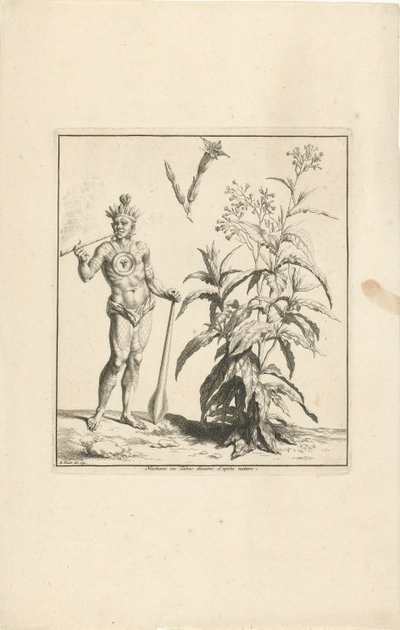 タバコ工場とアメリカの原住民 Nicotiana ou Tabac dessinée d