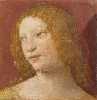 若い女性の頭 作： Bernardino Luini