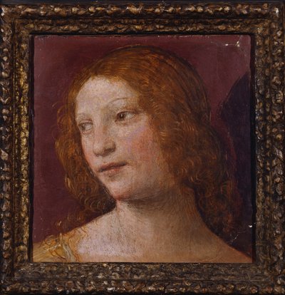 天使の頭-断片 作： Bernardino Luini