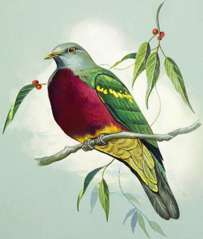 壮大な果実の鳩（紙にグワッシュ） 作： バート・イロス