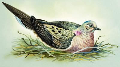 喪の鳩（紙にガッシュ） 作： バート・イロス
