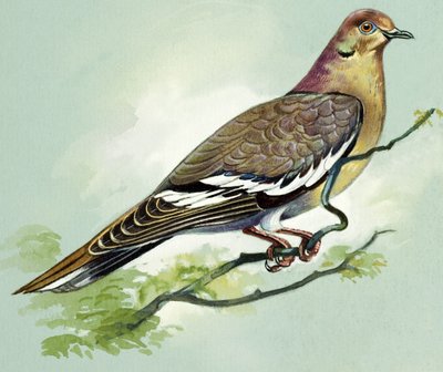 白い翼の鳩（紙にガッシュ） 作： バート・イロス