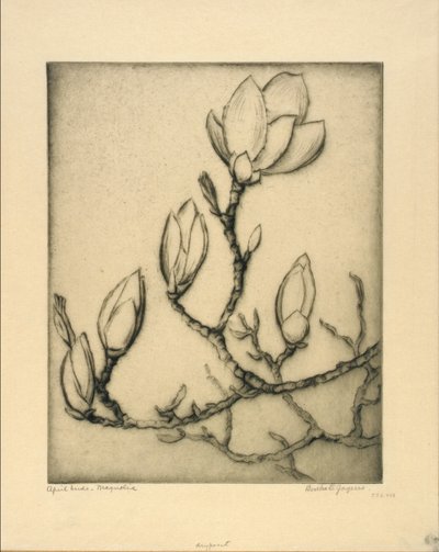 4月の芽--マグノリア 作： Bertha E. Jaques
