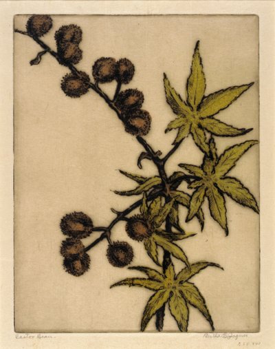 ヒマシ豆 作： Bertha E. Jaques
